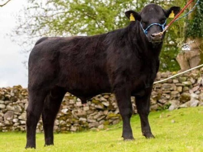 Carrick-on-Shannon Autumn Mixed Breed Show & Sale