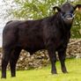 Carrick-on-Shannon Autumn Mixed Breed Show & Sale Image 2