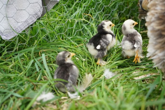 Chicks