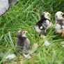 Chicks Image 4