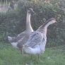 Chinese geese pair. Image 6
