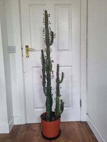 Large mature Euphorbia Trigona Rubra plant