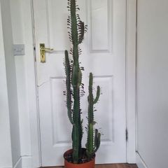 Large mature Euphorbia Trigona Rubra plant