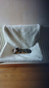 Cat bed