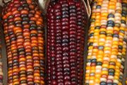 (C) Ornamental Corn Japoinica seeds (20) (415267)