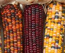 (C) Ornamental Corn Japoinica seeds (20) (415267)
