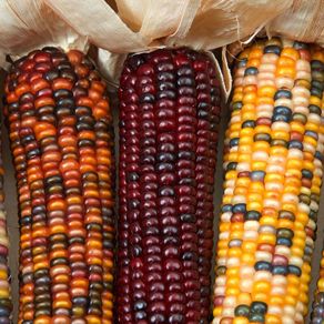 (C) Ornamental Corn Japoinica seeds (20) (415267)
