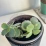 succulent Image 3