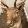 Fallow buck deer stag shoulder mount taxidermy 3 Image 4