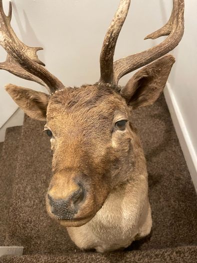 Fallow buck deer stag shoulder mount taxidermy 3