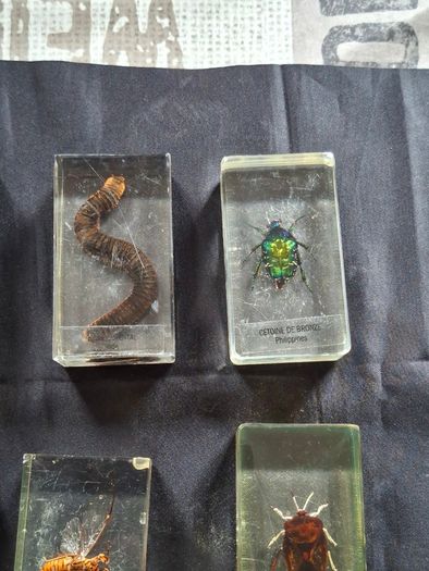 Genuine Collection of 15 Clear Resin Exotic Insects and Arachnids Price is for 1 only