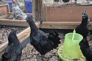 Ayam Cemani Rooster and Hens