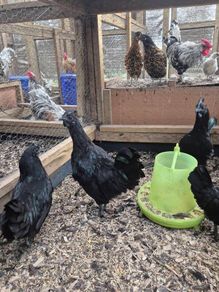 Ayam Cemani Rooster and Hens