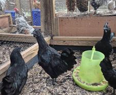 Ayam Cemani Rooster and Hens