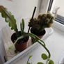 Houseplant Bundle Tradescantia Nanouk, Peperomia & Cacti Image 4