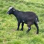 Pet pygmy kid goats Image 5