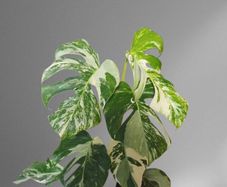 High Variegation Monstera Albo Established  Healthy