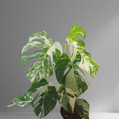 High Variegation Monstera Albo Established  Healthy