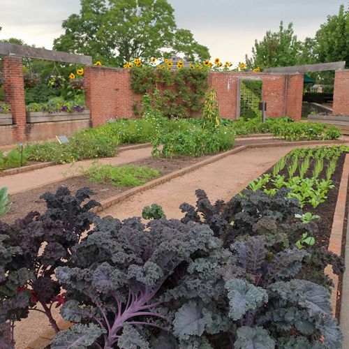 (K) Kale Scarlet seeds 1g (183598)
