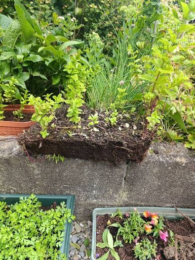free plants