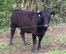 Pedigree Dexter Heifer