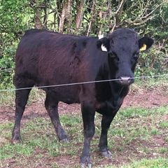 Pedigree Dexter Heifer