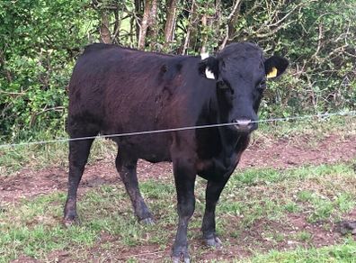 Pedigree Dexter Heifer