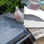 Plastic Pigeon Image 3
