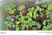 strawberry plants different sizes