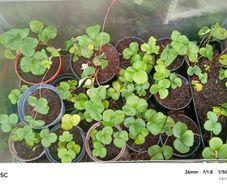 strawberry plants different sizes