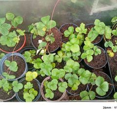 strawberry plants different sizes