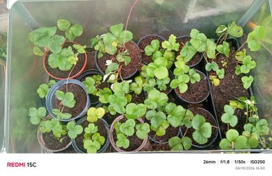 strawberry plants different sizes