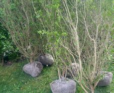 privet