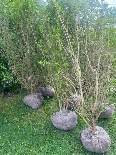 privet