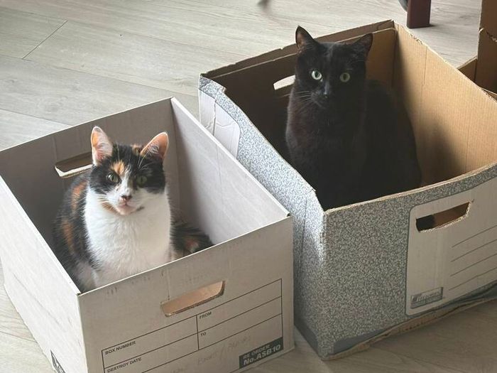 Boxes for moving/storage