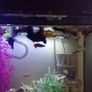 A few fish for adoption guppies and a few other fish Image 2