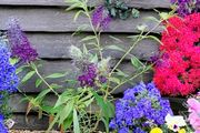 Butterfly Bush Buddleia