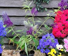 Butterfly Bush Buddleia