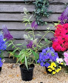 Butterfly Bush Buddleia