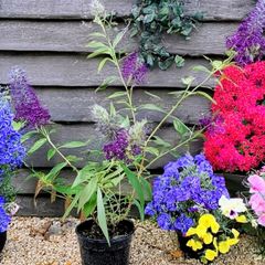 Butterfly Bush Buddleia