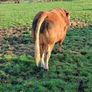 Limousin bull Image 3