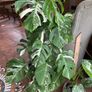 Monstera Albo Image 4