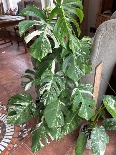 Monstera Albo