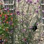 Verbena bonariensis Image 3