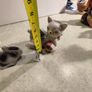Rare find  VINTAGE PORCELAIN MARKED foreign 2 Cat Figurine.Cats Playing With Ball Figurine Image 2