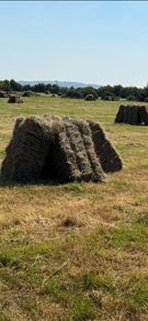 Hay