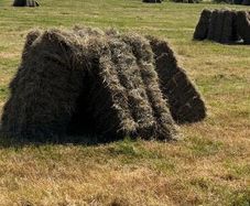 Hay