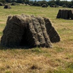 Hay
