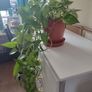 Golden Pothos (Devils Ivy) Image 2
