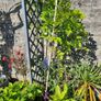wisteria Image 2